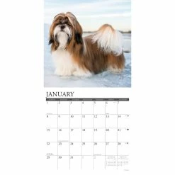 Coupon π₯° 2023 Just Shih Tzus Wall Calendar by Willow Creek Press π 6 Coupon π₯° 2023 Just Shih Tzus Wall Calendar by Willow Creek Press π -Cheap Willow Creek Press Store D670224S 3