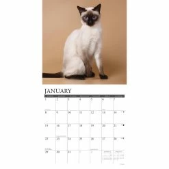 Wholesale 🎉 2023 Siamese Cats Wall Calendar by Willow Creek Press 🔥 -Cheap Willow Creek Press Store D670226S 3