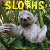 Budget ⭐ 2023 Sloths Wall Calendar by Willow Creek Press 🔥