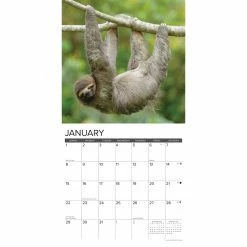 Budget ⭐ 2023 Sloths Wall Calendar by Willow Creek Press 🔥 -Cheap Willow Creek Press Store D670228S 3