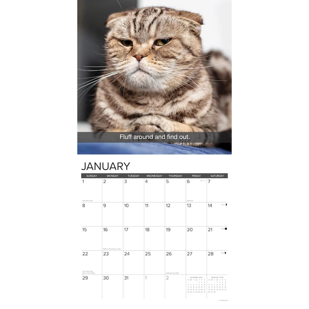Deals 😍 2023 Snapcats Wall Calendar by Willow Creek Press 🤩 3 Deals 😍 2023 Snapcats Wall Calendar by Willow Creek Press 🤩 - Image 3