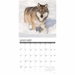 Budget ⭐ 2023 Spirit of the Wolf Wall Calendar by Willow Creek Press 🎉 6 Budget ⭐ 2023 Spirit of the Wolf Wall Calendar by Willow Creek Press 🎉 -Cheap Willow Creek Press Store D670234S 3