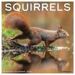 Brand new ๐ฅฐ 2023 Squirrels Wall Calendar by Willow Creek Press ๐