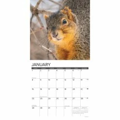 Brand new 🥰 2023 Squirrels Wall Calendar by Willow Creek Press 😀 -Cheap Willow Creek Press Store D670235S 3