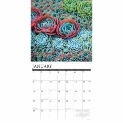 Flash Sale 👏 2023 Succulents Wall Calendar by Willow Creek Press 🧨 -Cheap Willow Creek Press Store D670237S 3
