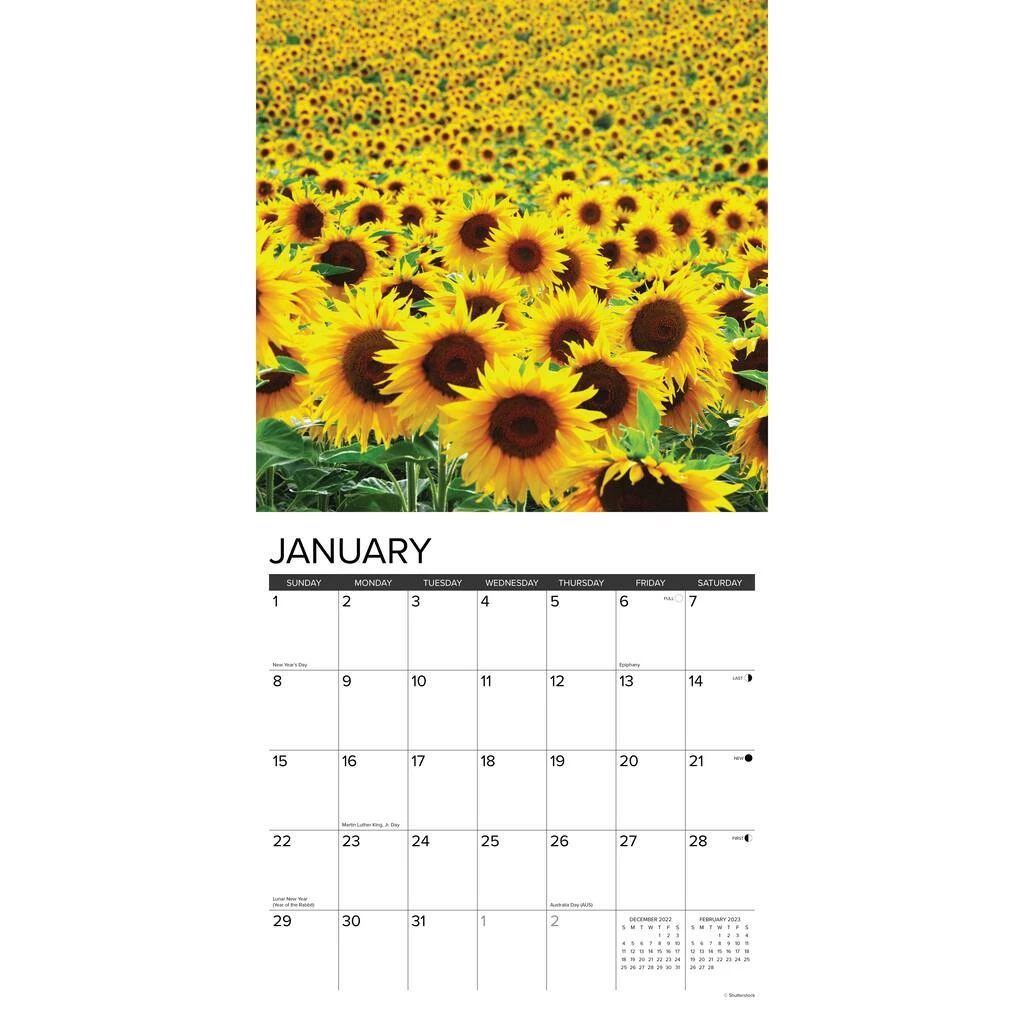 Coupon 🎁 2023 Sunflowers Wall Calendar by Willow Creek Press 🤩 3 Coupon 🎁 2023 Sunflowers Wall Calendar by Willow Creek Press 🤩 - Image 3