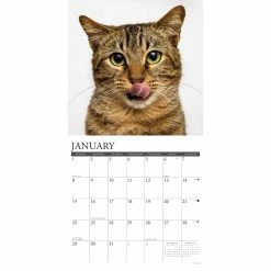 Best reviews of โญ 2023 Just Tabby Cats Wall Calendar by Willow Creek Press ๐ 6 Best reviews of โญ 2023 Just Tabby Cats Wall Calendar by Willow Creek Press ๐ -Cheap Willow Creek Press Store D670242S 3