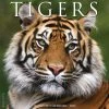 Cheapest 🎁 2023 Tigers Wall Calendar by Willow Creek Press 😉