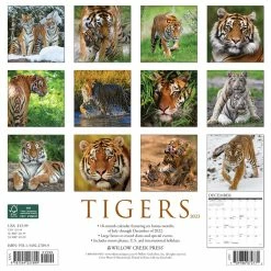 Cheapest ๐ 2023 Tigers Wall Calendar by Willow Creek Press ๐ 5 Cheapest ๐ 2023 Tigers Wall Calendar by Willow Creek Press ๐ -Cheap Willow Creek Press Store D670245S 2