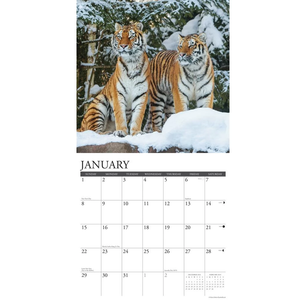 Cheapest ๐ 2023 Tigers Wall Calendar by Willow Creek Press ๐ 3 Cheapest ๐ 2023 Tigers Wall Calendar by Willow Creek Press ๐ - Image 3