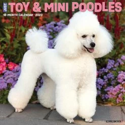 Wholesale ๐ 2023 Just Toy & Miniature Poodles Wall Calendar by Willow Creek Press โ๏ธ