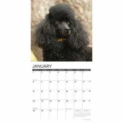 Wholesale 😍 2023 Just Toy & Miniature Poodles Wall Calendar by Willow Creek Press ✔️ -Cheap Willow Creek Press Store D670248S 3