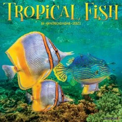 Top 10 โค๏ธ 2023 Tropical Fish Wall Calendar by Willow Creek Press ๐