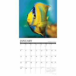 Top 10 ❤️ 2023 Tropical Fish Wall Calendar by Willow Creek Press 🌟 -Cheap Willow Creek Press Store D670252S 3