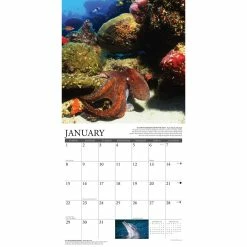 Best Sale ❤️ 2023 Under the Sea Wall Calendar by Willow Creek Press ❤️ -Cheap Willow Creek Press Store D670255S 3