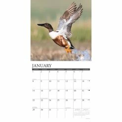 Coupon 🎉 2023 Waterfowl Wall Calendar by Willow Creek Press ✨ 6 Coupon 🎉 2023 Waterfowl Wall Calendar by Willow Creek Press ✨ -Cheap Willow Creek Press Store D670263S 3