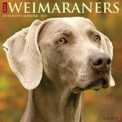 Cheapest 🔔 2023 Just Weimaraners Wall Calendar by Willow Creek Press 🔥