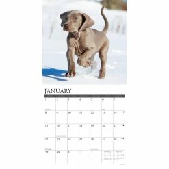 Cheapest 🔔 2023 Just Weimaraners Wall Calendar by Willow Creek Press 🔥 -Cheap Willow Creek Press Store D670264S 3