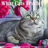 Hot Sale ✨ 2023 What Cats Teach Us Wall Calendar by Willow Creek Press 🔔