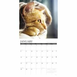 Hot Sale ✨ 2023 What Cats Teach Us Wall Calendar by Willow Creek Press 🔔 -Cheap Willow Creek Press Store D670265S 3