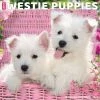 Outlet 🔔 2023 Just Westie Puppies Wall Calendar by Willow Creek Press 🤩