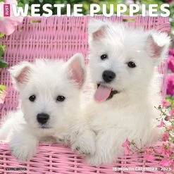 Outlet 🔔 2023 Just Westie Puppies Wall Calendar by Willow Creek Press 🤩