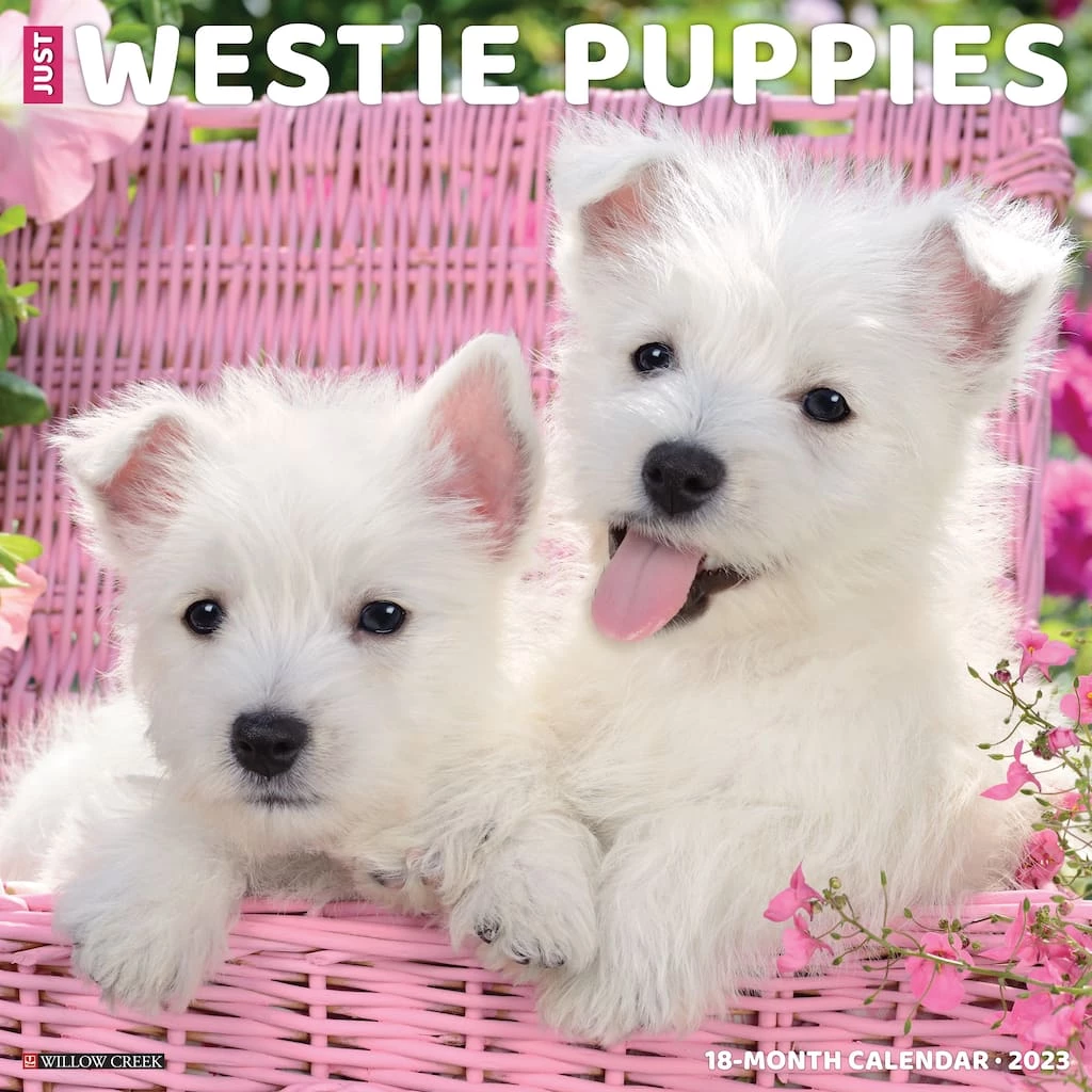 Outlet ๐ 2023 Just Westie Puppies Wall Calendar by Willow Creek Press ๐คฉ 1 Outlet ๐ 2023 Just Westie Puppies Wall Calendar by Willow Creek Press ๐คฉ