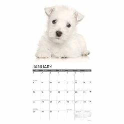 Outlet ๐ 2023 Just Westie Puppies Wall Calendar by Willow Creek Press ๐คฉ 6 Outlet ๐ 2023 Just Westie Puppies Wall Calendar by Willow Creek Press ๐คฉ -Cheap Willow Creek Press Store D670266S 3