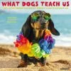Best Sale 😍 2023 What 🦮 Dogs Teach Us Wall Calendar by Willow Creek Press 😀