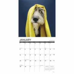 Best Sale 😍 2023 What 🦮 Dogs Teach Us Wall Calendar by Willow Creek Press 😀 -Cheap Willow Creek Press Store D670268S 3