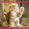 Buy 😀 2023 What Kittens Teach Us Wall Calendar by Willow Creek Press 😀