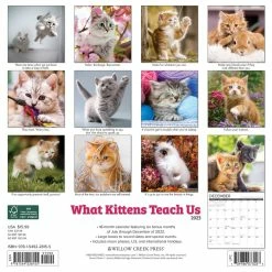 Buy 😀 2023 What Kittens Teach Us Wall Calendar by Willow Creek Press 😀 -Cheap Willow Creek Press Store D670270S 2