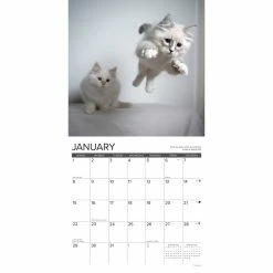 Buy 😀 2023 What Kittens Teach Us Wall Calendar by Willow Creek Press 😀 -Cheap Willow Creek Press Store D670270S 3