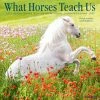 Coupon ⭐ 2023 What Horses Teach Us Wall Calendar by Willow Creek Press 💯