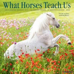 Coupon ⭐ 2023 What Horses Teach Us Wall Calendar by Willow Creek Press 💯