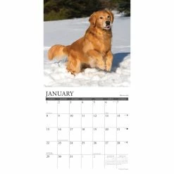 Best Sale 🛒 2023 What Goldens Teach Us Wall Calendar by Willow Creek Press 👏 6 Best Sale 🛒 2023 What Goldens Teach Us Wall Calendar by Willow Creek Press 👏 -Cheap Willow Creek Press Store D670272S 3