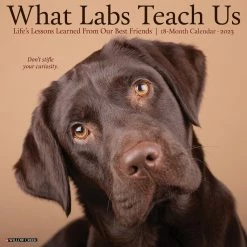 Best Sale 🔔 2023 What Labs Teach Us Wall Calendar by Willow Creek Press ✨
