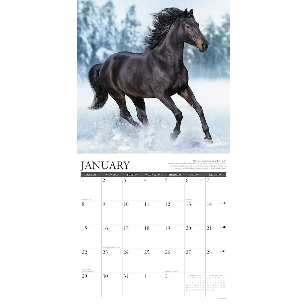 Outlet 🔥 2023 Why Horses Do That Wall Calendar by Willow Creek Press ⌛ 3 Outlet 🔥 2023 Why Horses Do That Wall Calendar by Willow Creek Press ⌛ - Image 3