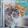 Budget 🛒 2023 Why Cats Do That Wall Calendar by Willow Creek Press 🔔
