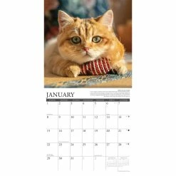Budget 🛒 2023 Why Cats Do That Wall Calendar by Willow Creek Press 🔔 6 Budget 🛒 2023 Why Cats Do That Wall Calendar by Willow Creek Press 🔔 -Cheap Willow Creek Press Store D670277S 3
