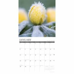 Hot Sale ⭐ 2023 Wildflowers Wall Calendar by Willow Creek Press 🤩 6 Hot Sale ⭐ 2023 Wildflowers Wall Calendar by Willow Creek Press 🤩 -Cheap Willow Creek Press Store D670280S 3