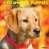 Buy ❤️ 2023 Just Yellow Lab Puppies Wall Calendar by Willow Creek Press 🥰