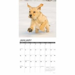 Buy ❤️ 2023 Just Yellow Lab Puppies Wall Calendar by Willow Creek Press 🥰 -Cheap Willow Creek Press Store D670284S 3