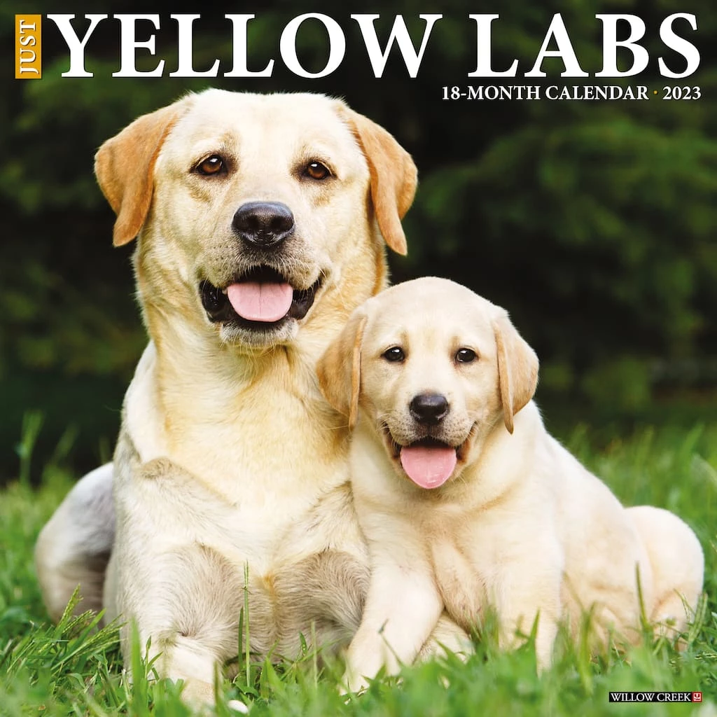 Best deal ๐งจ 2023 Just Yellow Labs Wall Calendar by Willow Creek Press ๐คฉ 1 Best deal ๐งจ 2023 Just Yellow Labs Wall Calendar by Willow Creek Press ๐คฉ