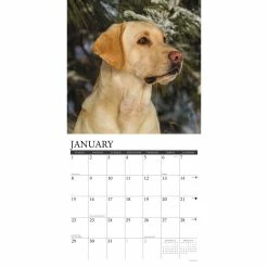 Best deal ๐งจ 2023 Just Yellow Labs Wall Calendar by Willow Creek Press ๐คฉ 6 Best deal ๐งจ 2023 Just Yellow Labs Wall Calendar by Willow Creek Press ๐คฉ -Cheap Willow Creek Press Store D670285S 3