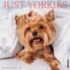 Best deal 👍 2023 Just Yorkies Wall Calendar by Willow Creek Press 👍