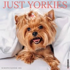 Best deal 👍 2023 Just Yorkies Wall Calendar by Willow Creek Press 👍