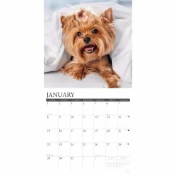 Best deal 👍 2023 Just Yorkies Wall Calendar by Willow Creek Press 👍 -Cheap Willow Creek Press Store D670286S 3