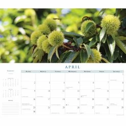 Top 10 ⌛ 2023 Trees Panoramic Wall Calendar by Willow Creek Press 😍 -Cheap Willow Creek Press Store D670291S 3
