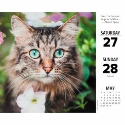 Top 10 🛒 2023 Cats Daily Box Calendar by Willow Creek Press ⌛ -Cheap Willow Creek Press Store D670294S 3